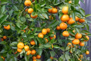 1316 Sulphur Springs Ave, Saint Helena, CA 94574 - Photo 31