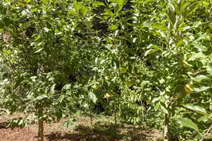 17970 Duncan Rd, Guerneville, CA 95446 - Photo 19