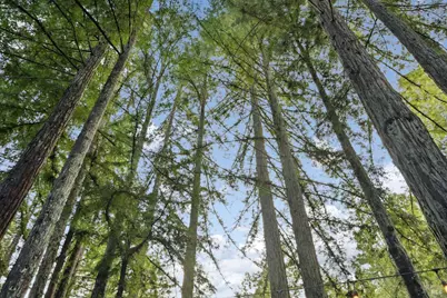 16190 Fern Way, Guerneville, CA 95446 - Photo 53