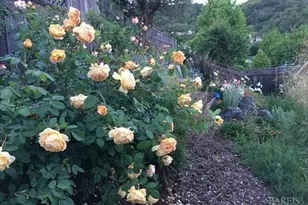 55 Las Casas Dr, San Rafael, CA 94901 - Photo 71