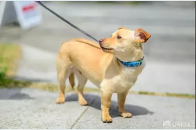 647 N 2nd Street, San Jose, CA 95112 - Photo 73