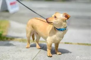 647 N 2nd St, San Jose, CA 95112 - Photo 73