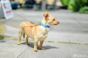 647 N 2nd St, San Jose, CA 95112 - Photo 71