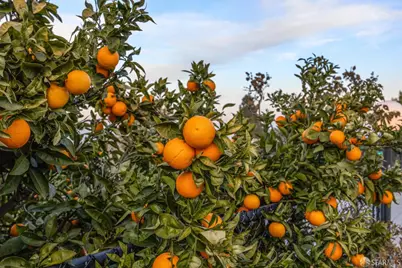 1202 Alamo Way, Pittsburg, CA 94565 - Photo 19