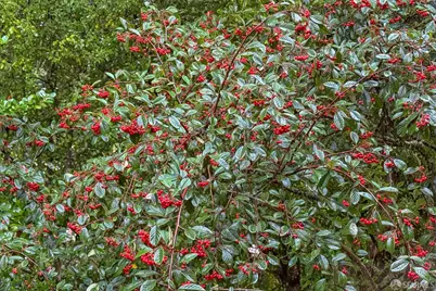 497 Dellbrook Avenue, San Francisco, CA 94131 - Photo 25