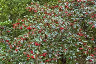 497 Dellbrook Ave, San Francisco, CA 94131 - Photo 25