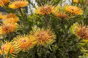 150 El Verano Way, San Francisco, CA 94127 - Photo 3