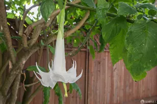 32 Richland Ave, San Francisco, CA 94110 - Photo 25