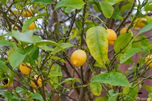 4275 Marietta Ct, Concord, CA 94518 - Photo 35