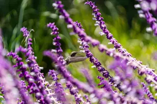 52 Kirkwood Ave, San Francisco, CA 94124 - Photo 35