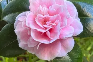 286 Crescent Ave, San Francisco, CA 94110 - Photo 29