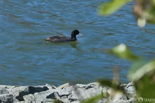 332 Mindanao Dr, Redwood City, CA 94065 - Photo 75