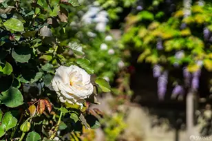 631 San Bruno Ave, San Francisco, CA 94107 - Photo 53