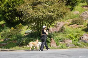 384 Rolph St, San Francisco, CA 94112 - Photo 59