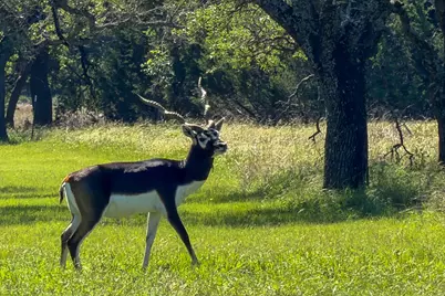 224 Blackbuck Ridge Drive, Lampasas, TX 76550 - Photo 39