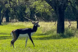 224 Blackbuck Rdg Dr, Lampasas, TX 76550 - Photo 39
