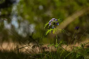 Tbd Saddle Ridge Dr, Bertram, TX 78605 - Photo 29