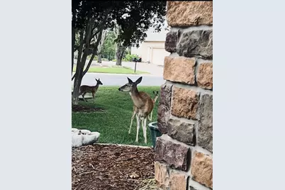 503 Dawson Trail, Georgetown, TX 78633 - Photo 7