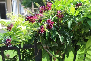 503 Dawson Trail, Georgetown, TX 78633 - Photo 25