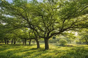 232 Crooked Oak Ln, Round Mountain, TX 78663 - Photo 31