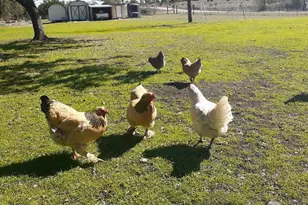 311 Harmon Hills Cove, Dripping Springs, TX 78620 - Photo 39