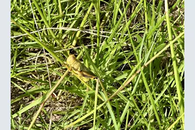 Tbd Homestead Circle, Paige, TX 78659 - Photo 15