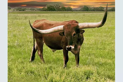 170 Night Wrangler Lane, Driftwood, TX 78619 - Photo 31