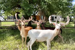 110 Clear Pond Ct, Spring Branch, TX 78070 - Photo 7