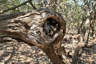 Tbd Cr 206, Burnet, TX 78611 - Photo 13