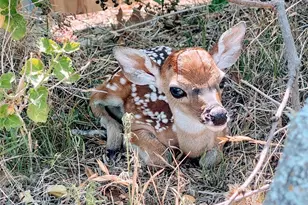 21822 SE Tallahassee Ave, Lago Vista, TX 78645 - Photo 19