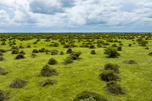 Tbd Rice Rd, Bernardo, TX 78933 - Photo 31