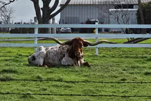16 Brenda Ln, Round Rock, TX 78665 - Photo 3