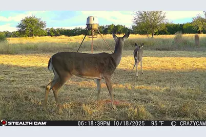 23651 Wolfridge Road, Killeen, TX 76549 - Photo 27