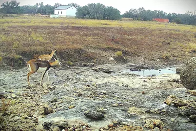 Lot 231 Winecup Drive, Lampasas, TX 76550 - Photo 13
