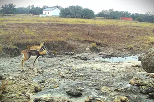 Lot 231 Winecup Dr, Lampasas, TX 76550 - Photo 13