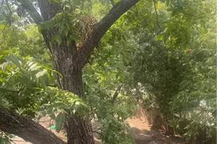 612 Park Pl Pl, Austin, TX 78705 - Photo 23