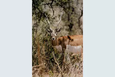 Lot 12 Ridgeway Trail, Johnson City, TX 78636 - Photo 13