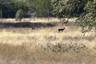 Lot 186 Blackbuck Ridge Dr, Lampasas, TX 76550 - Photo 17