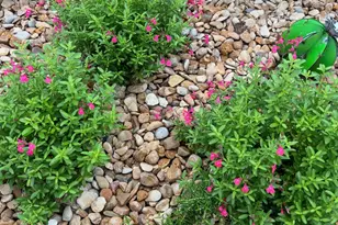 516 Hot Spring Valley, Buda, TX 78610 - Photo 37