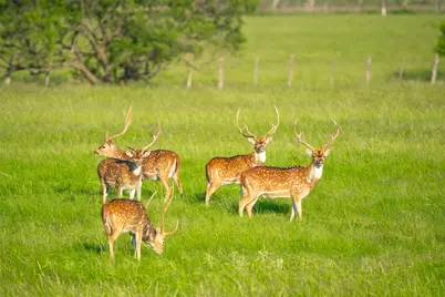 0 County Road 476 Road, Brady, TX 76872 - Photo 23