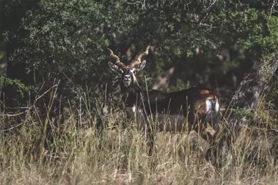 172 Crooked Creek Court, Johnson City, TX 78636 - Photo 31