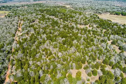 Tbd Edgewood Trail, Paige, TX 78659 - Photo 7