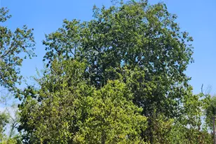 18327 Blake Manor Rd Rd, Manor, TX 78653 - Photo 19