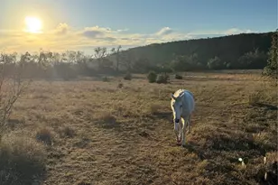 1441 Gatlin Creek Rd, Dripping Springs, TX 78620 - Photo 9