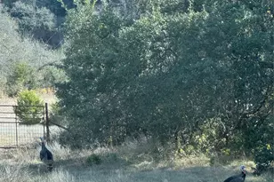 1441 Gatlin Creek Rd, Dripping Springs, TX 78620 - Photo 1