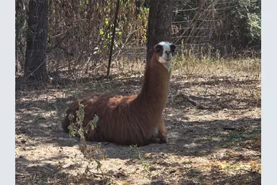 376 Jones Road, Cedar Creek, TX 78612 - Photo 37