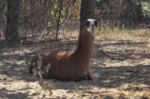 376 Jones Rd, Cedar Creek, TX 78612 - Photo 37