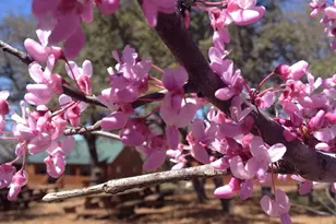 4032 Ranch Rd 3232, Johnson City, TX 78636 - Photo 37