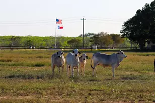 Tract 2 11 95 Ac - 1460 E State Hwy 87, Nixon, TX 78140 - Photo 19