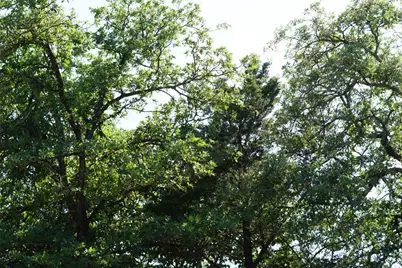 Tbd County Road 322, Rockdale, TX 76567 - Photo 11